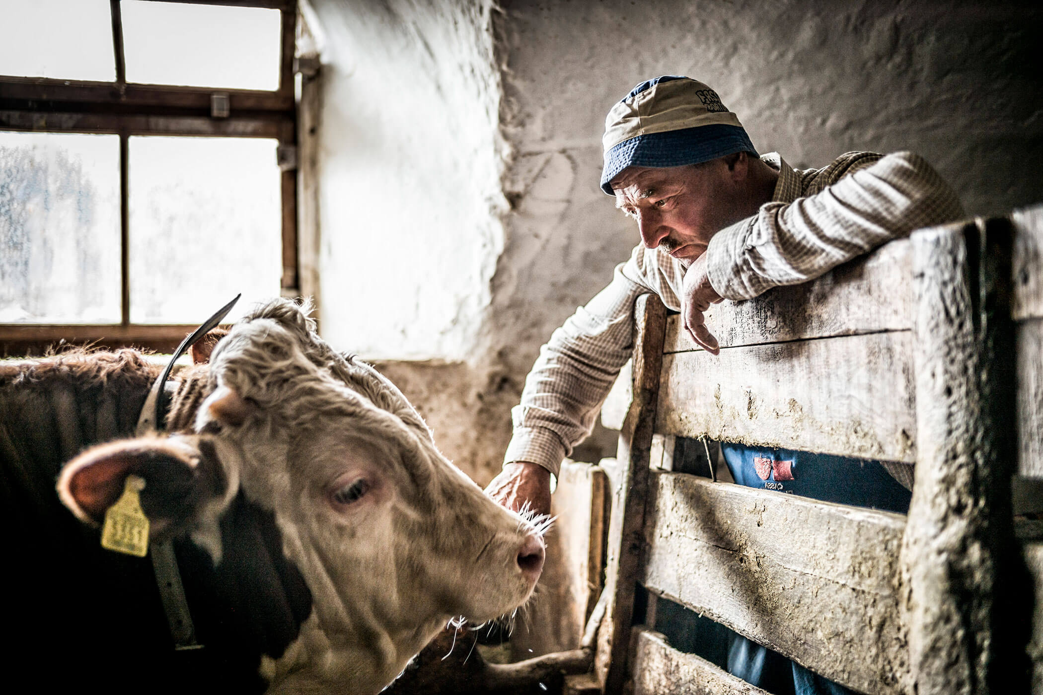 Restaurant - cows - Hotel Platz
