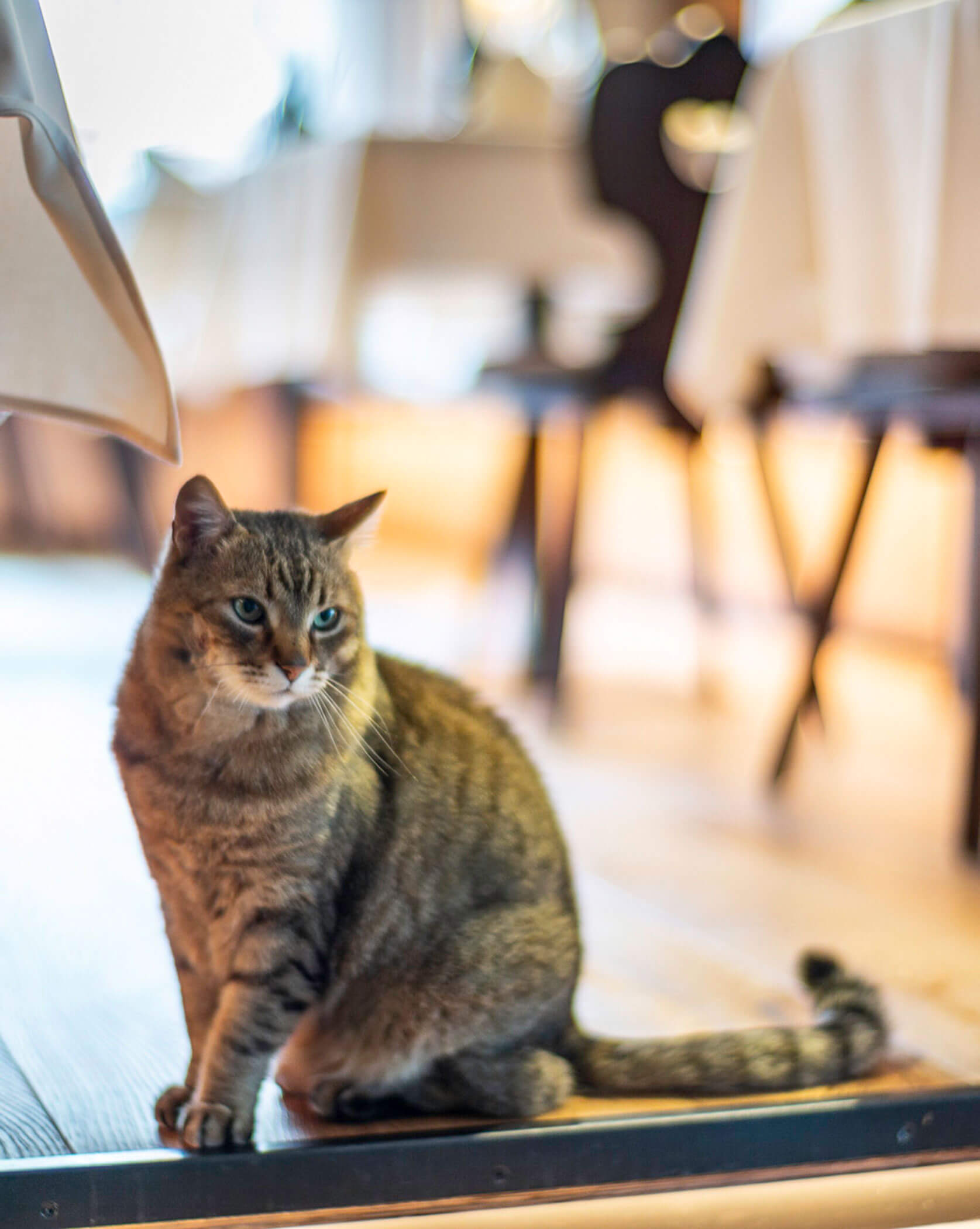 Hotelkatze - Hotel Platz